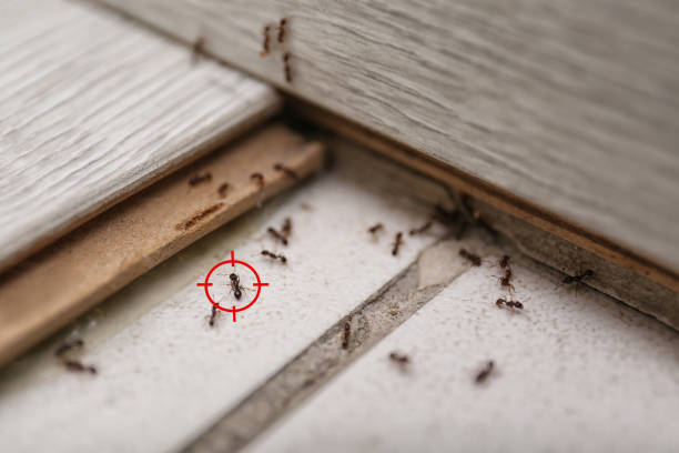 Best Pest Removal Services  in West Columbia, SC
