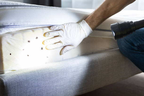Reliable West Columbia, SC Pest Control Solutions