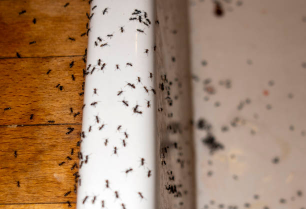Best Rat Extermination Near Me  in West Columbia, SC