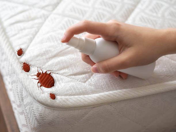 Best Bed Bug Extermination  in West Columbia, SC