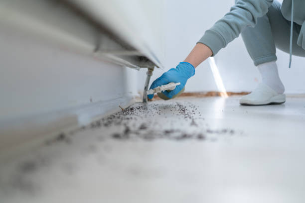 Best Rat Extermination Near Me  in West Columbia, SC
